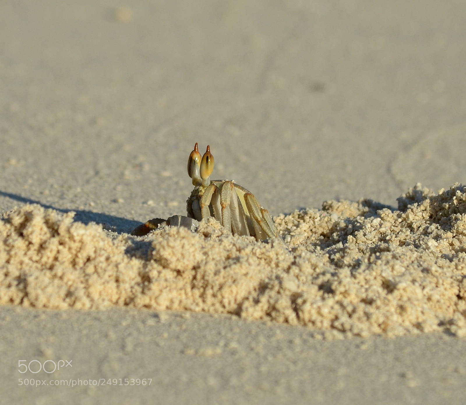 Nikon D7000 sample photo. Ghost crab emerges photography