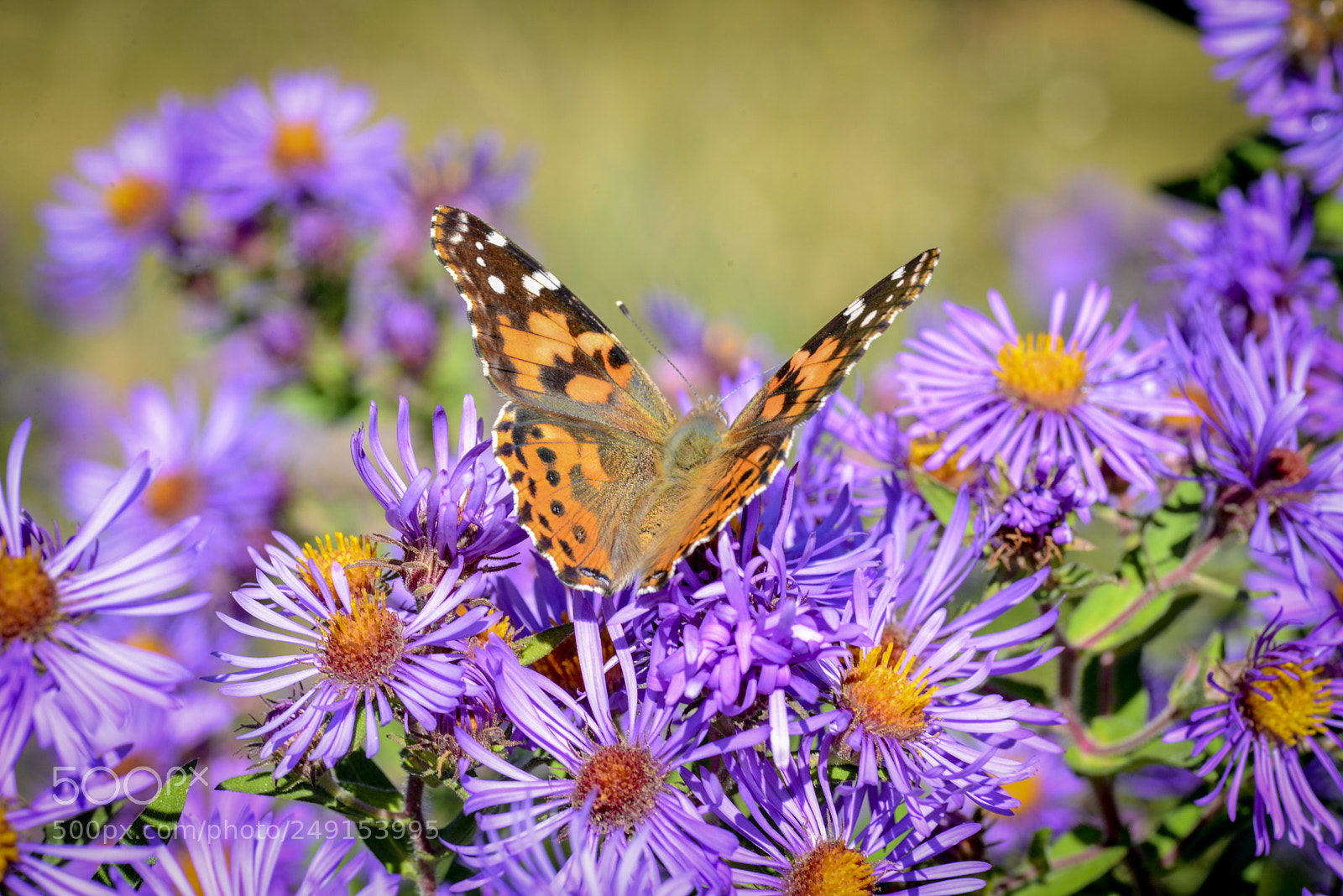 Nikon D600 sample photo. Butterfly wings photography
