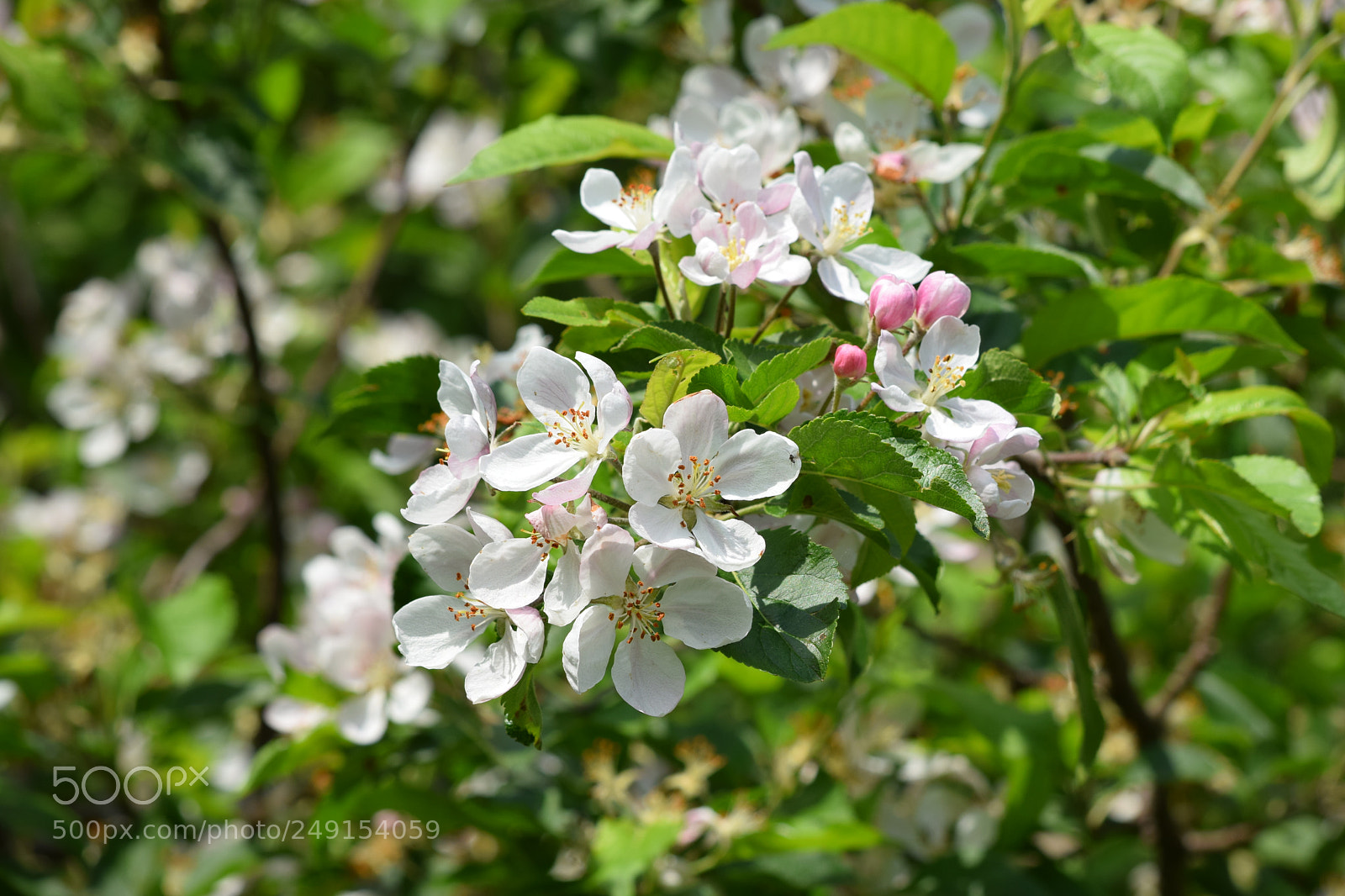Nikon D5300 sample photo. Apple blossoms photography