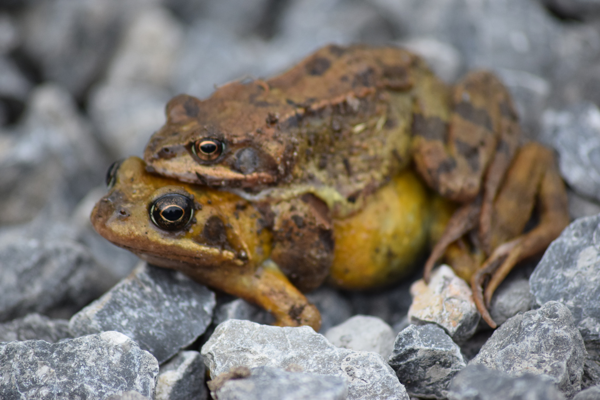 Sigma 70-300mm F4-5.6 APO DG Macro sample photo. Frogs photography