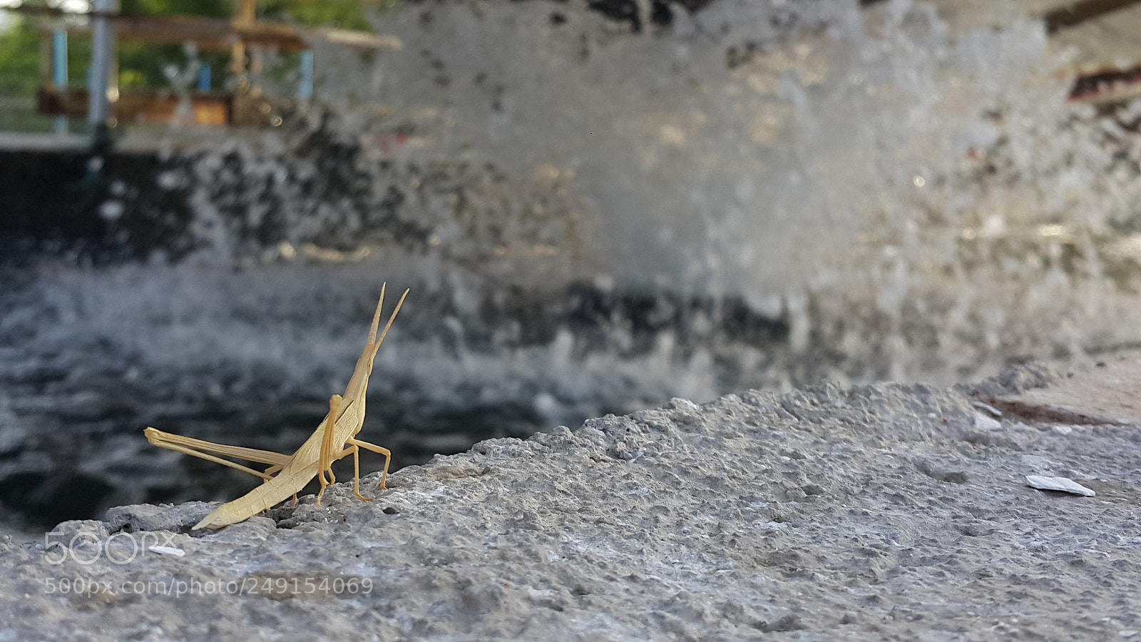 Samsung Galaxy Note4 sample photo. Insect photography