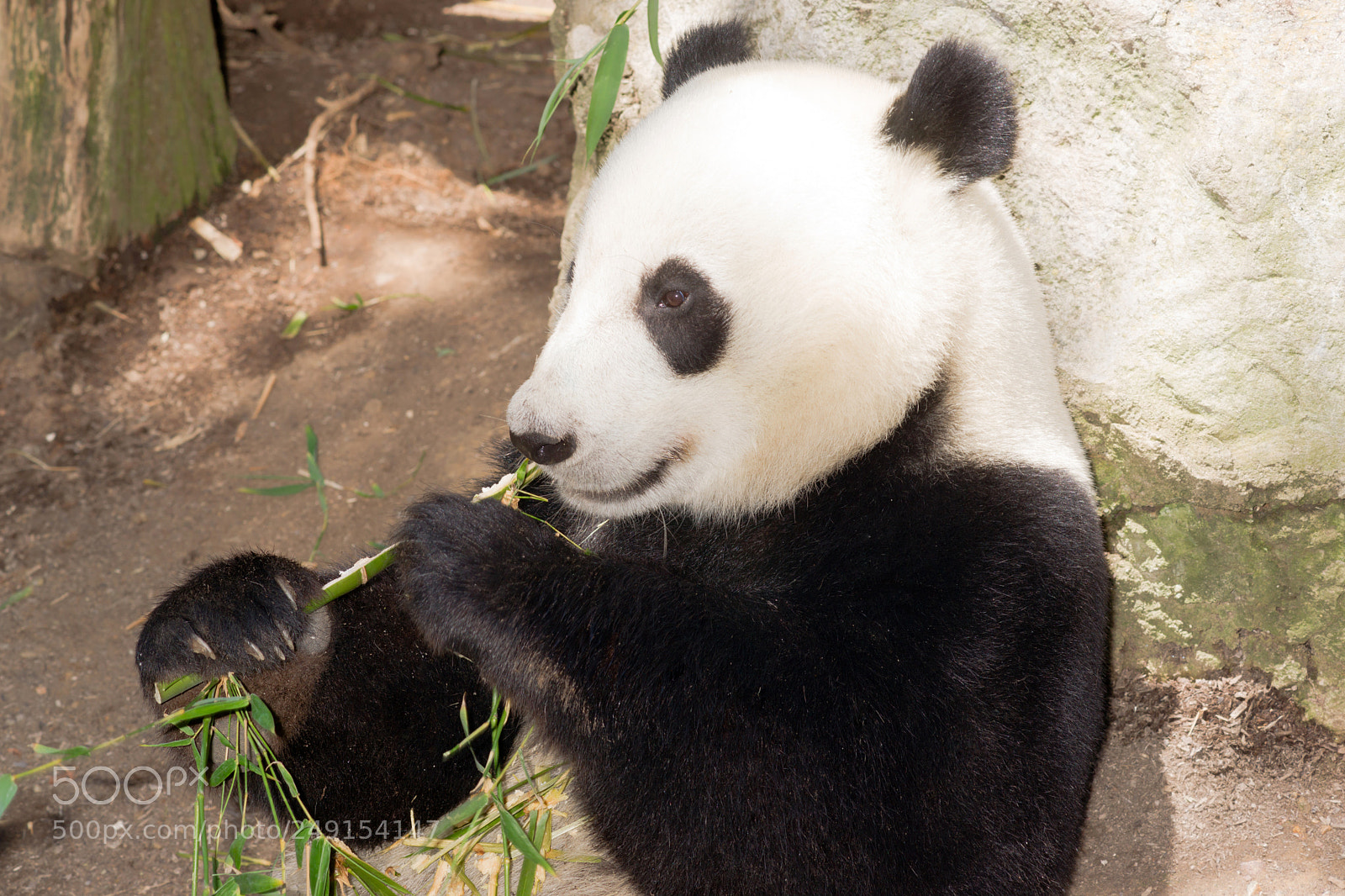 Sony Alpha DSLR-A850 sample photo. Endangered animal wildlife giant photography