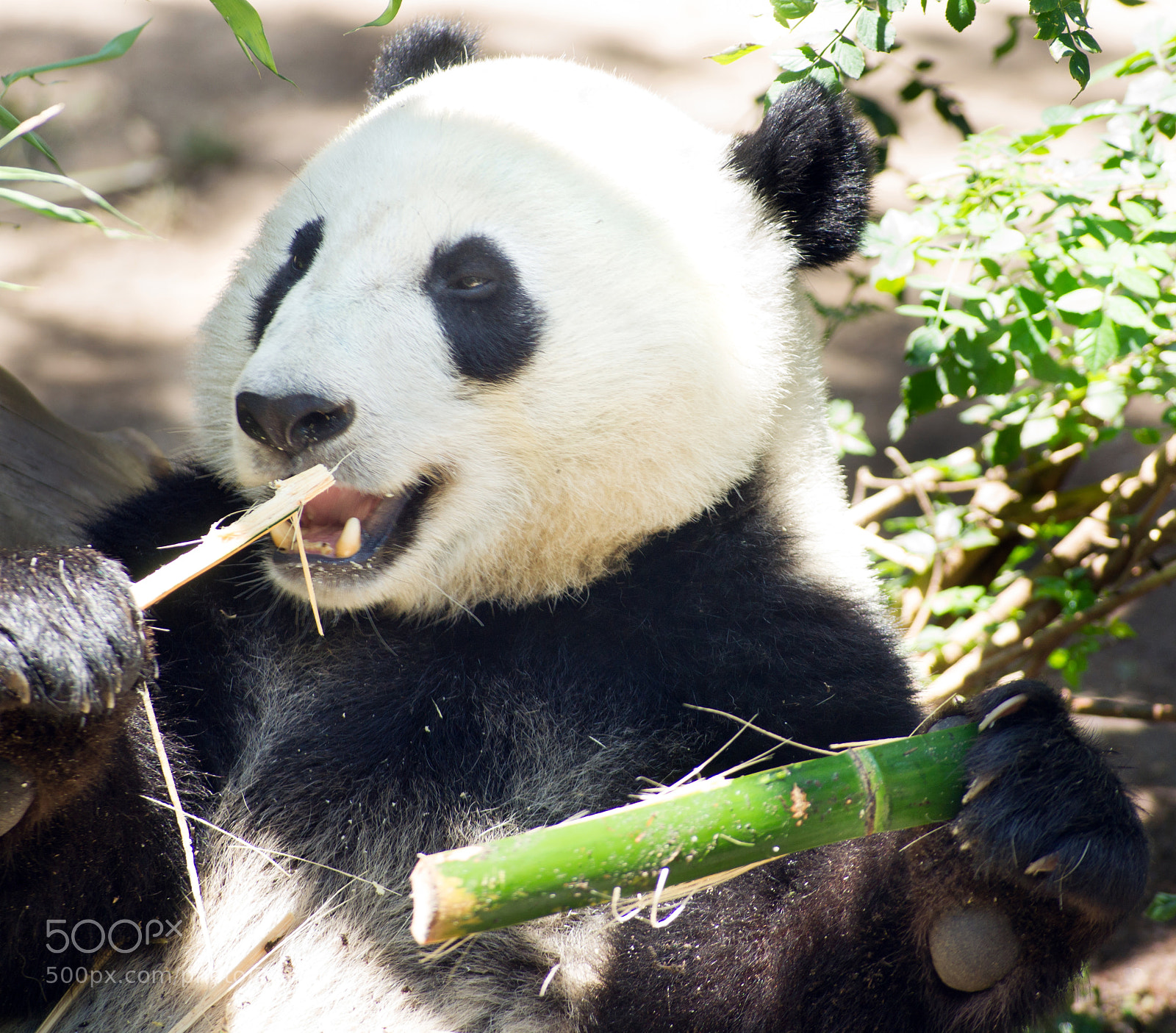 Sony Alpha DSLR-A850 sample photo. Endangered animal wildlife giant photography