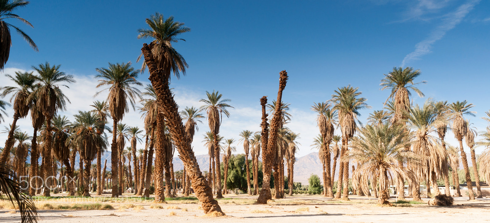 Sony Alpha DSLR-A900 sample photo. An oasis of tropical photography