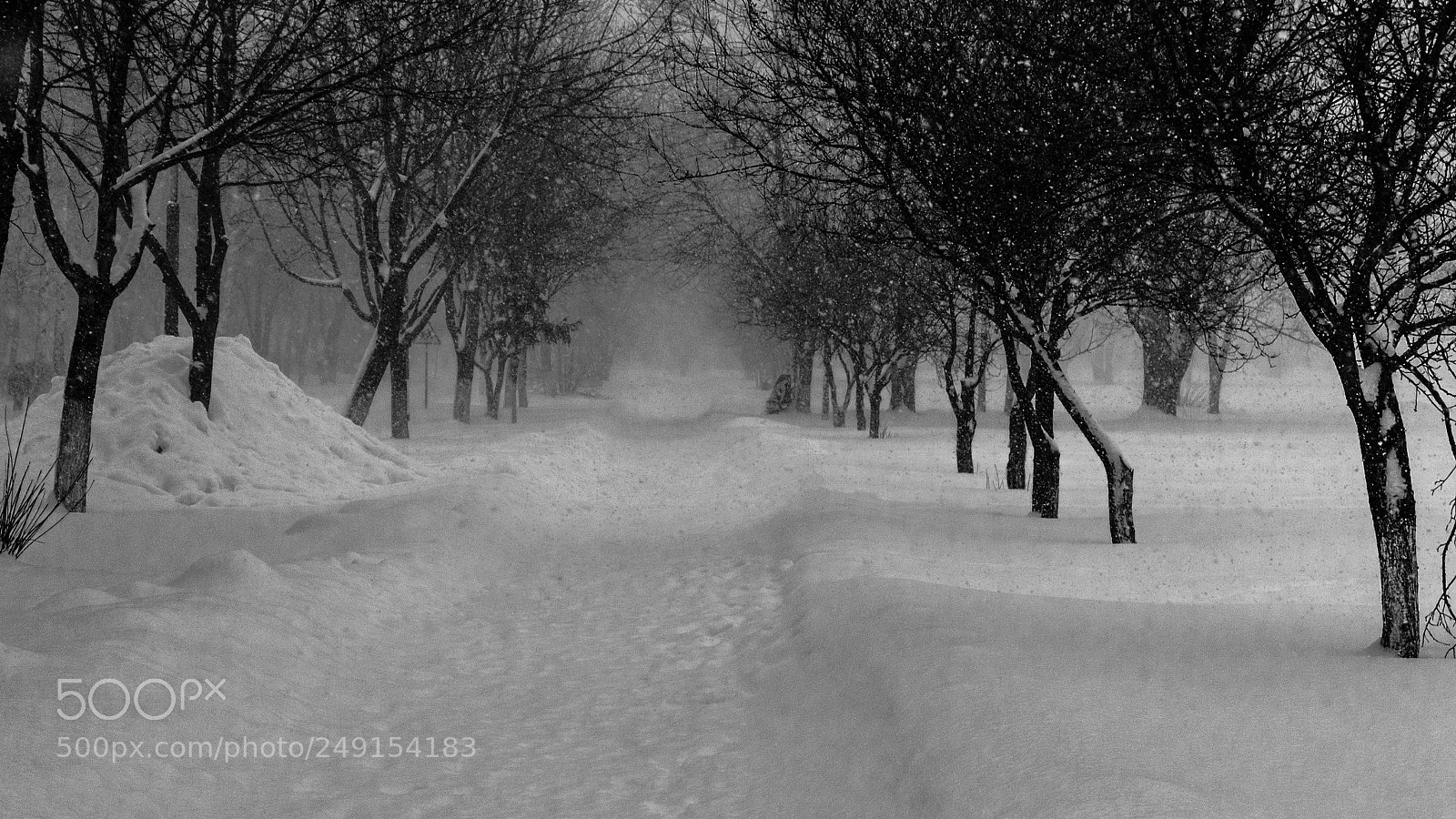 Nikon D3100 sample photo. In the snow photography
