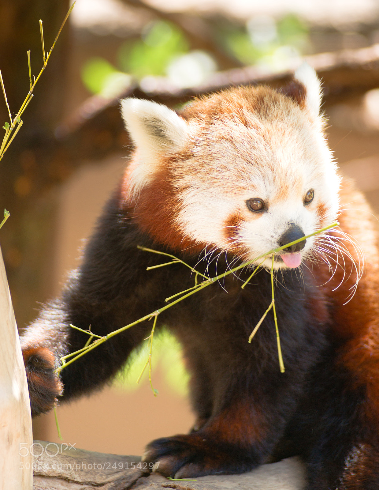 Sony Alpha DSLR-A850 sample photo. Red panda wild animal photography