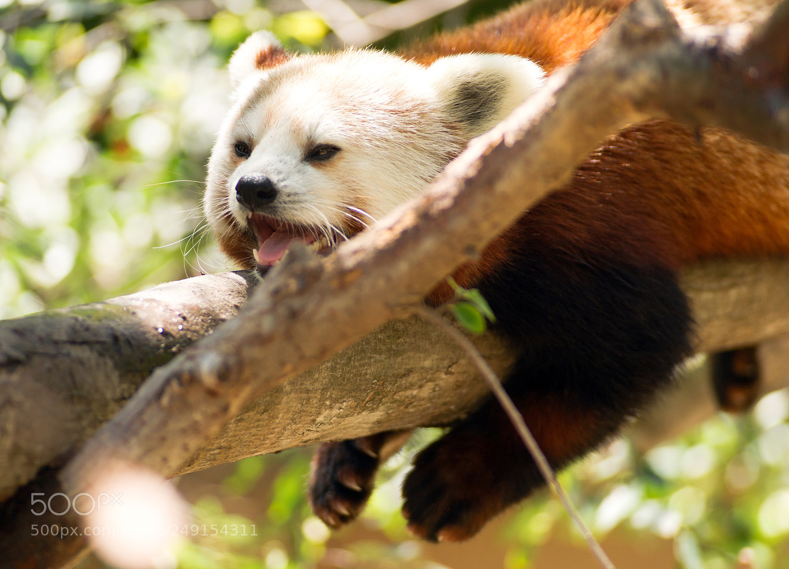 Sony Alpha DSLR-A850 sample photo. Red panda wild animal photography