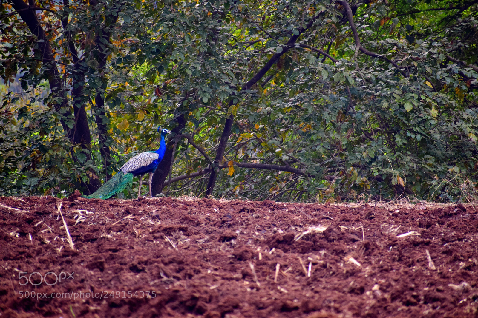Nikon D3300 sample photo. A peacock in the photography