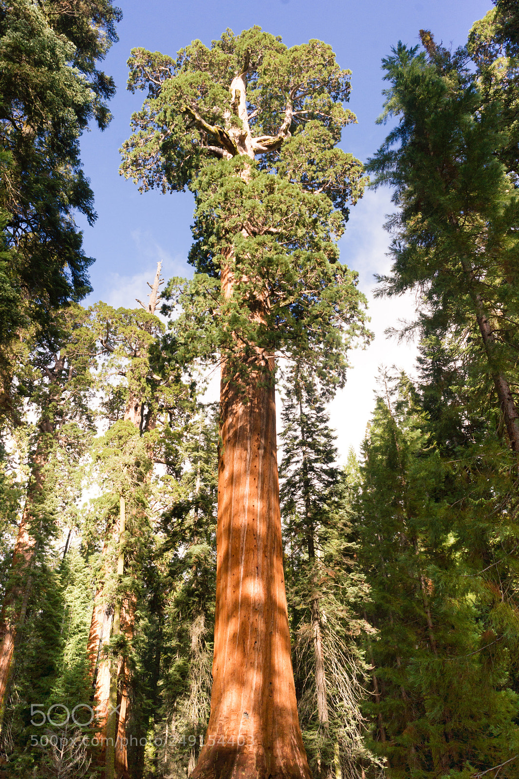 Sony Alpha DSLR-A850 sample photo. Giant ancient sequoia tree photography
