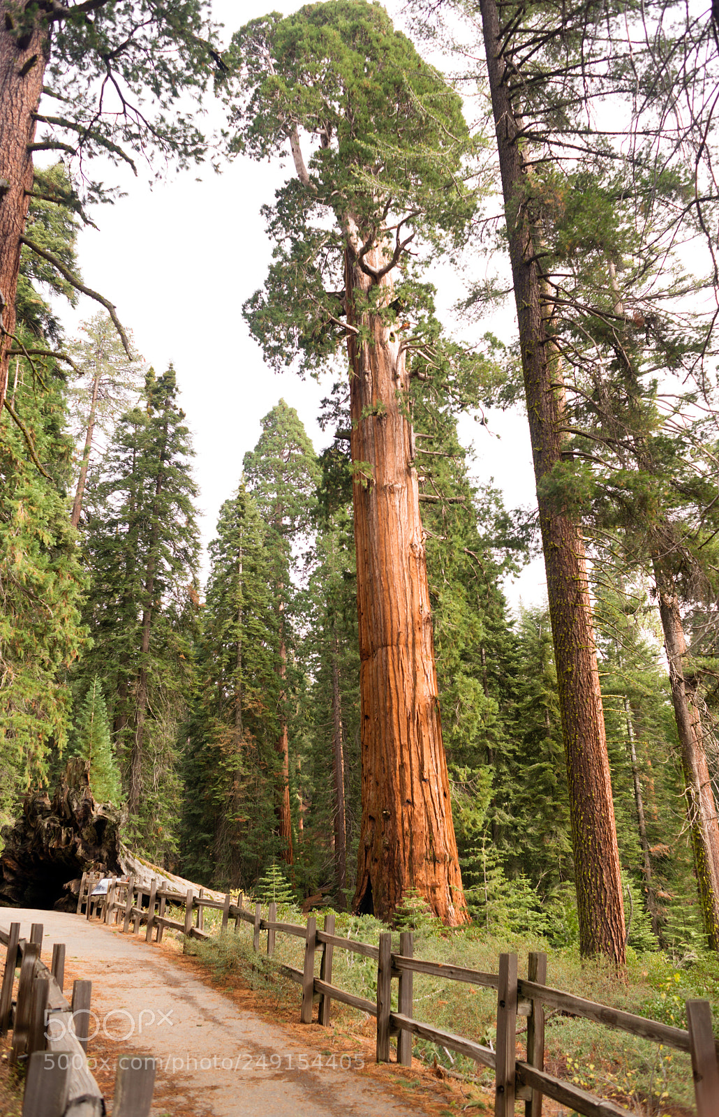 Sony Alpha DSLR-A850 sample photo. Giant ancient sequoia tree photography