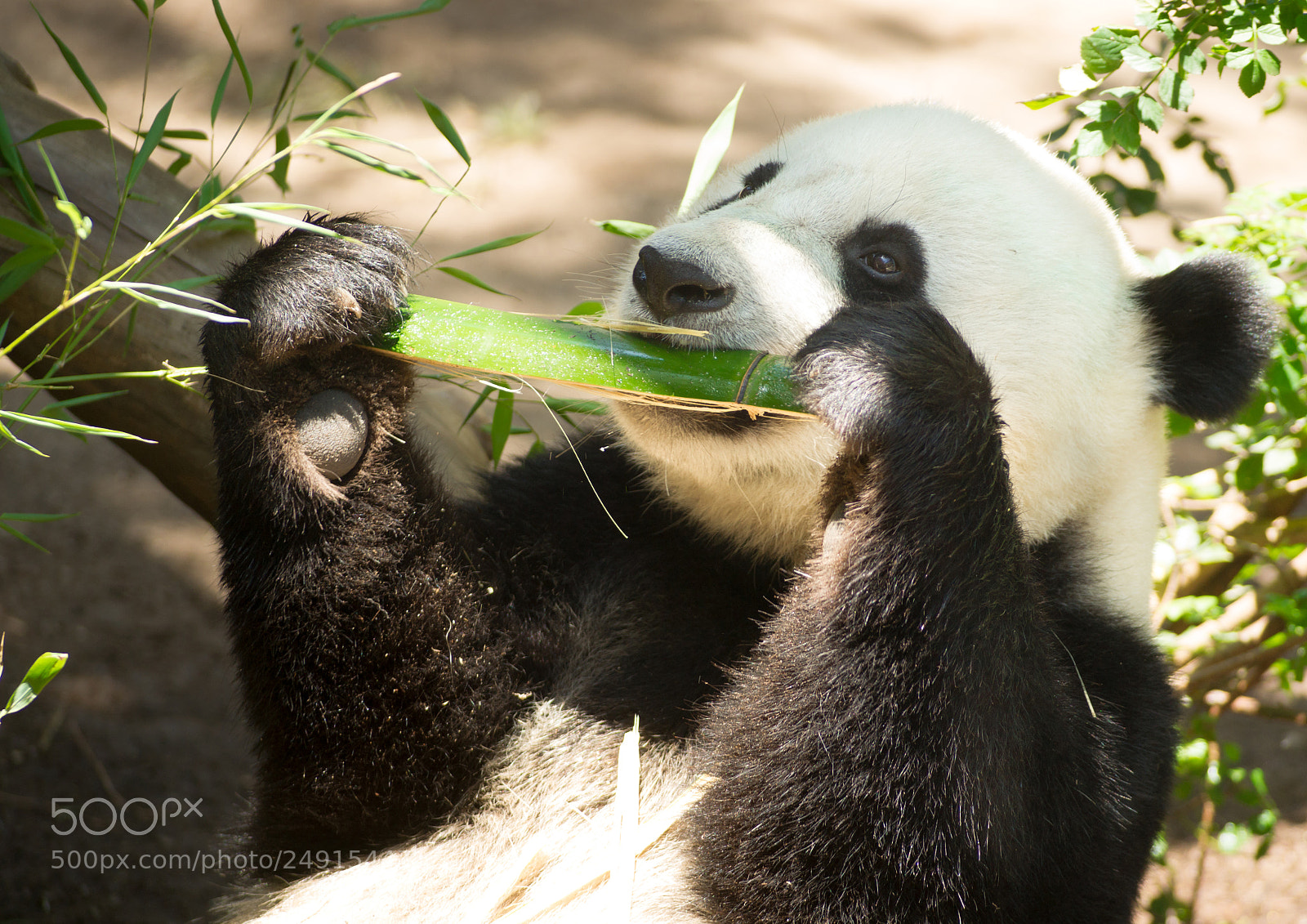 Sony Alpha DSLR-A850 sample photo. Endangered animal wildlife giant photography