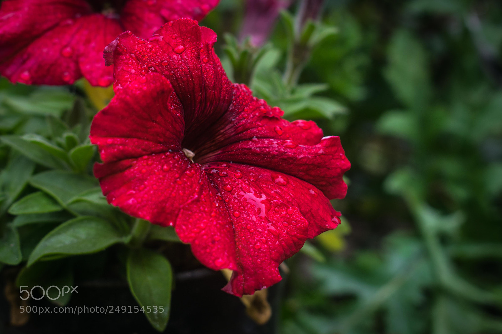 Nikon D5300 sample photo. Morning dew photography