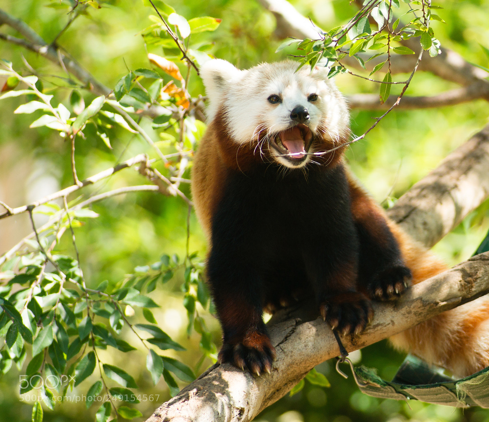 Sony Alpha DSLR-A850 sample photo. Red panda wild animal photography