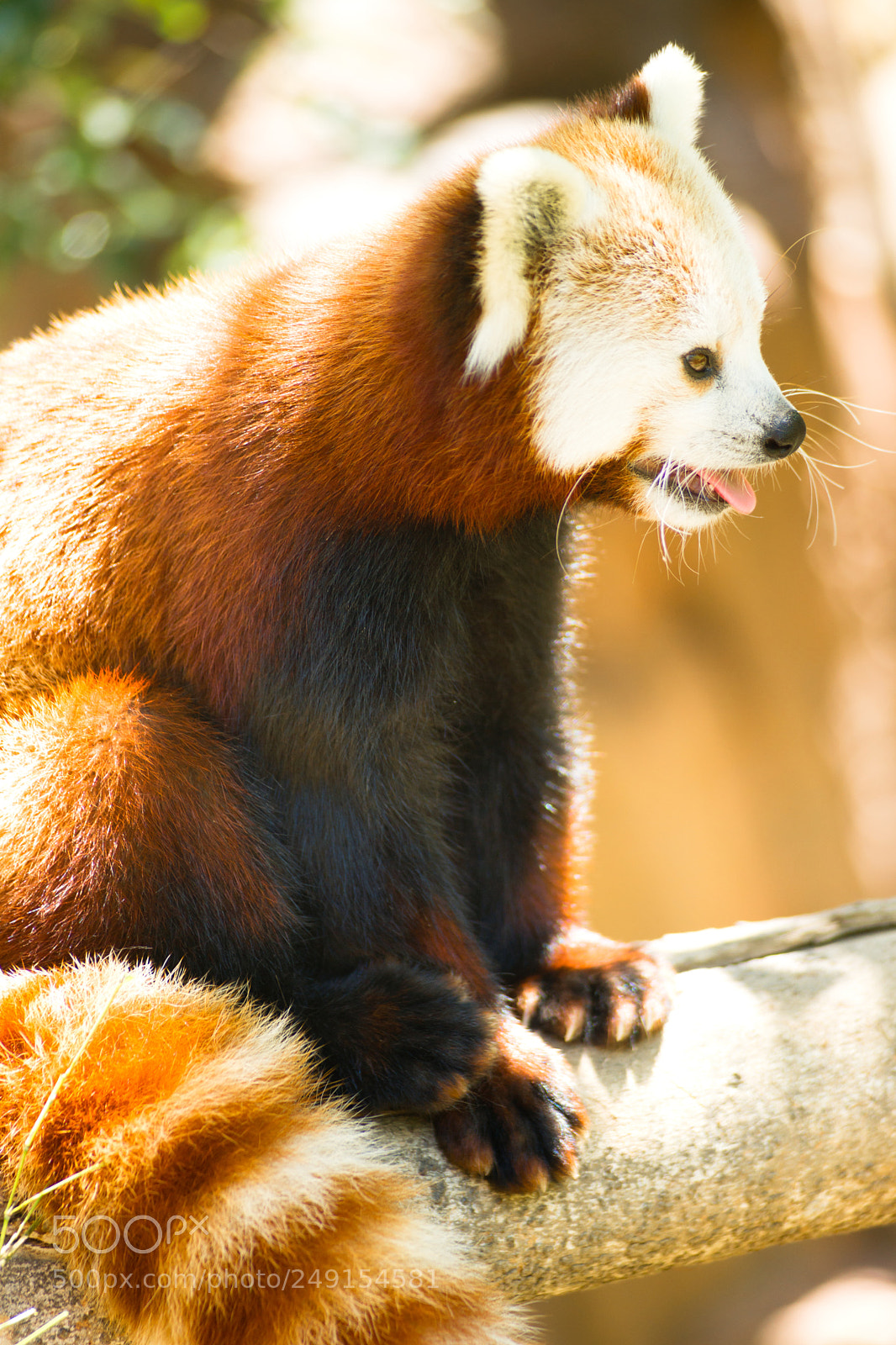 Sony Alpha DSLR-A850 sample photo. Red panda wild animal photography