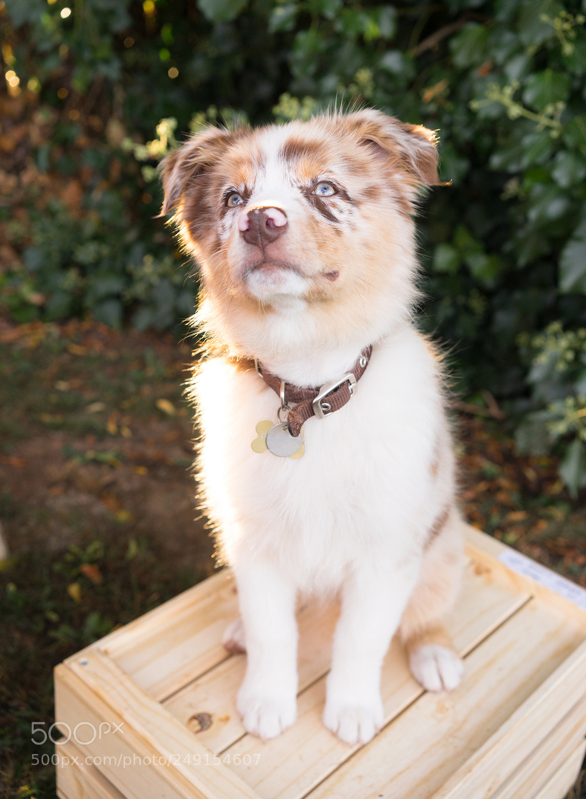 Sony a7 sample photo. Purebred australian shepherd puppy photography