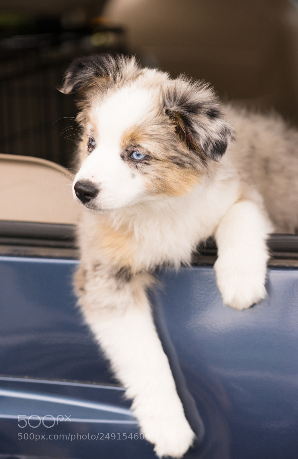 Sony a7 sample photo. Purebred australian shepherd puppy photography