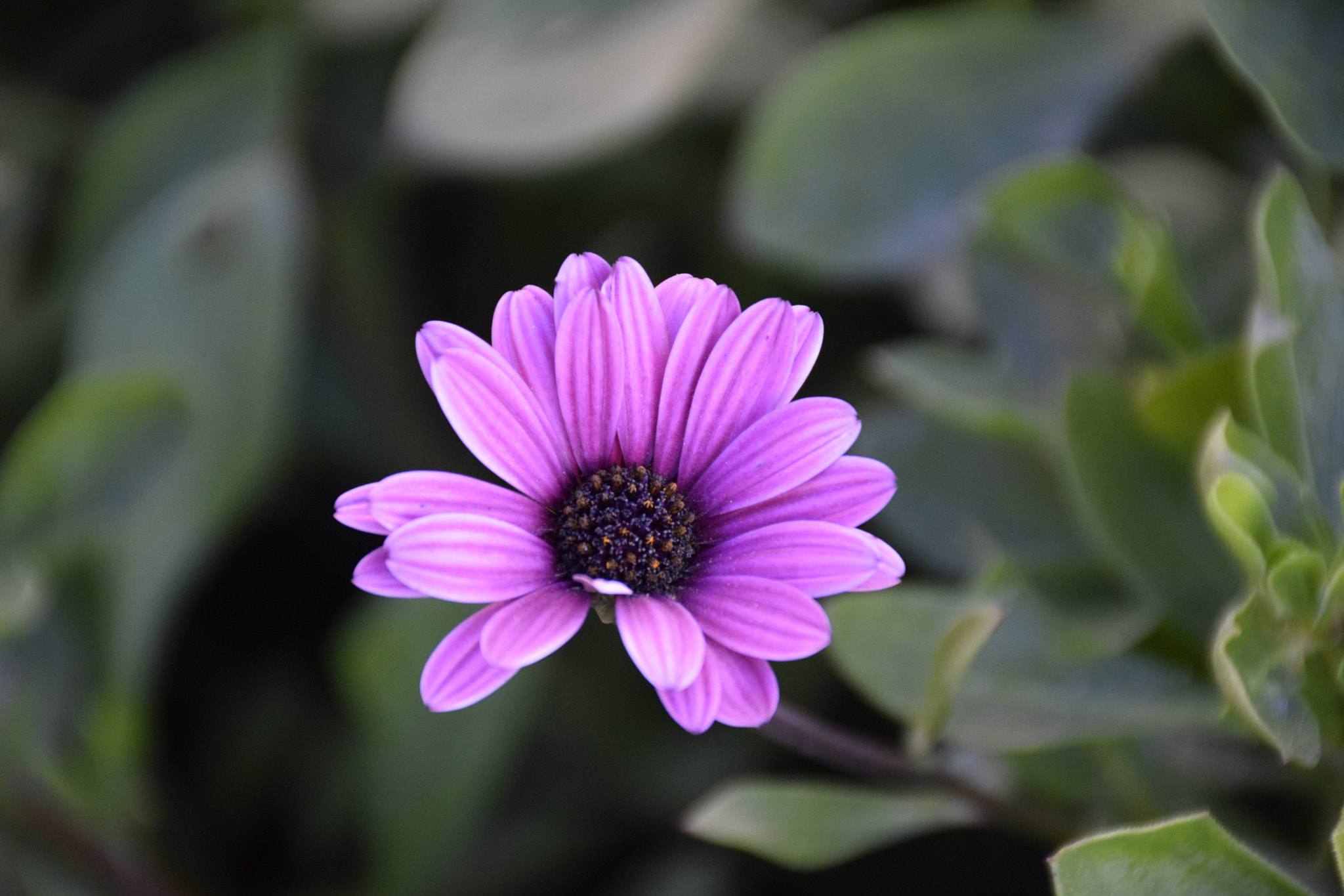 Nikon D3300 sample photo