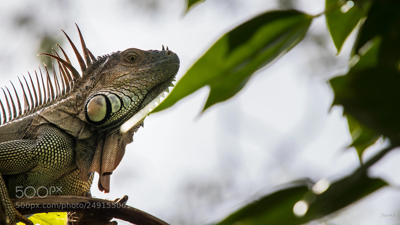 Canon EOS 80D sample photo. Green iguana - look photography