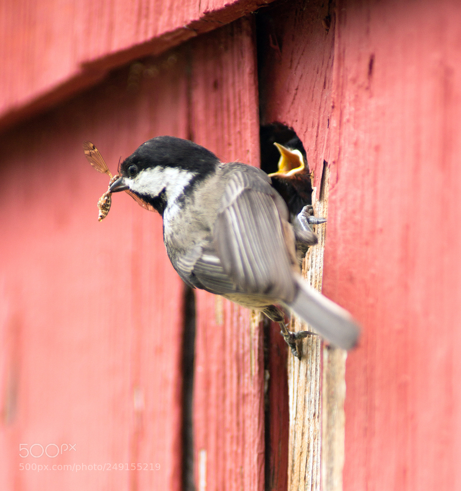 Sony SLT-A99V sample photo. Black-capped chickadee bird perched photography