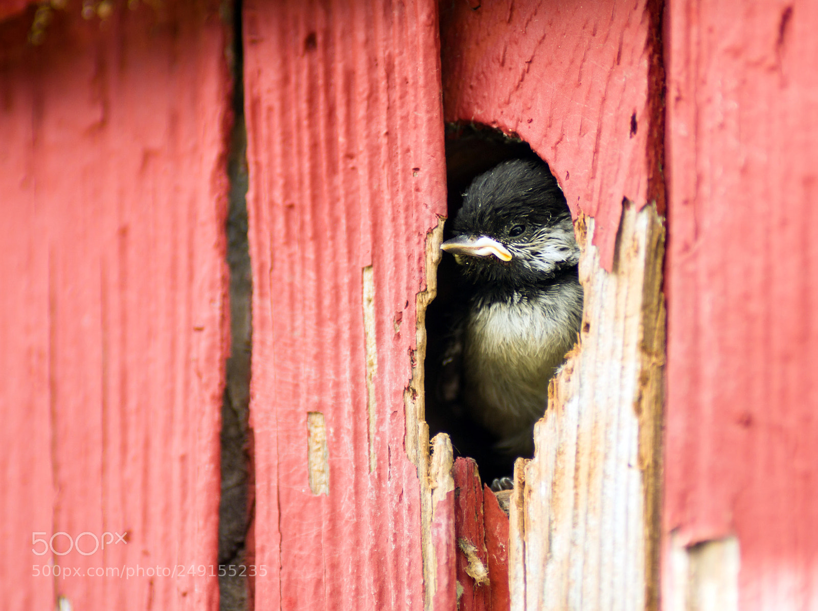 Sony Alpha DSLR-A850 sample photo. Baby black-capped chickadee bird photography