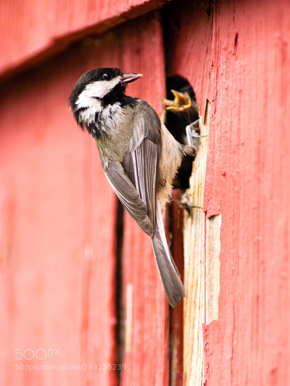 Sony SLT-A99V sample photo. Black-capped chickadee bird perched photography