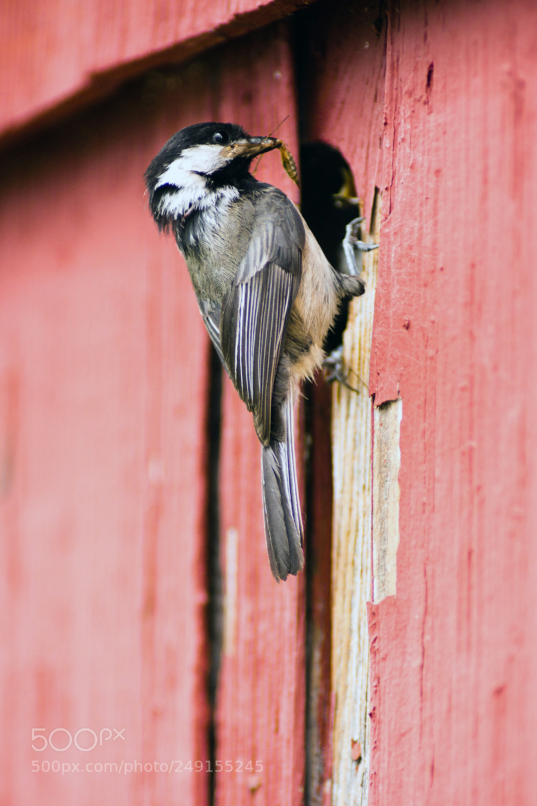 Sony SLT-A99V sample photo. Black-capped chickadee bird perched photography