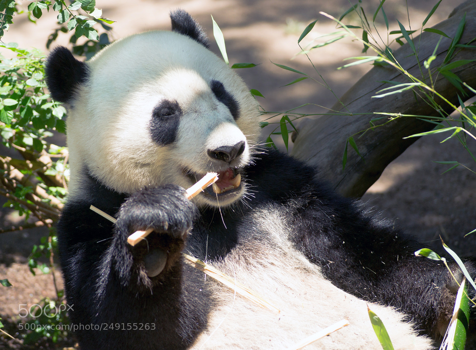 Sony Alpha DSLR-A850 sample photo. Endangered giant panda eating photography