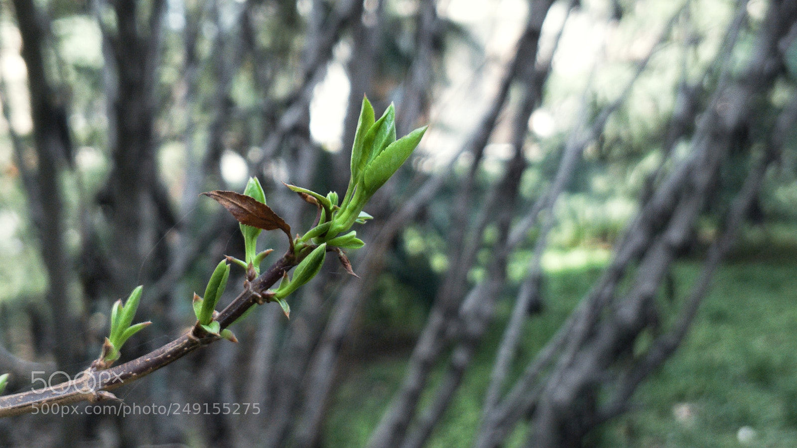 OnePlus 5 sample photo. Spring photography