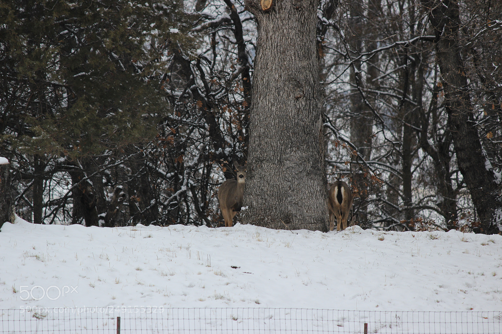 Canon EF-S 55-250mm F4-5.6 IS II sample photo. Peek a boo photography