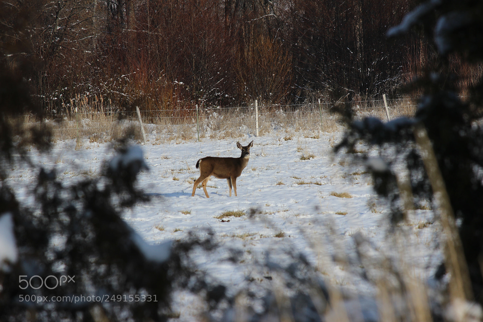 Canon EF-S 55-250mm F4-5.6 IS II sample photo. I see you photography