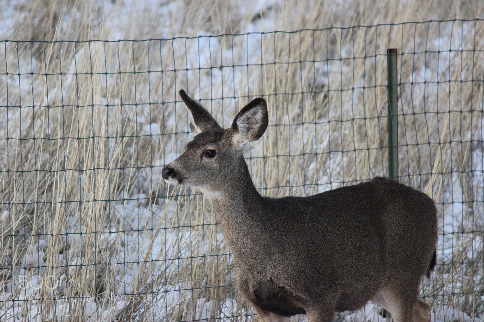 Canon EF-S 55-250mm F4-5.6 IS II sample photo. Img photography