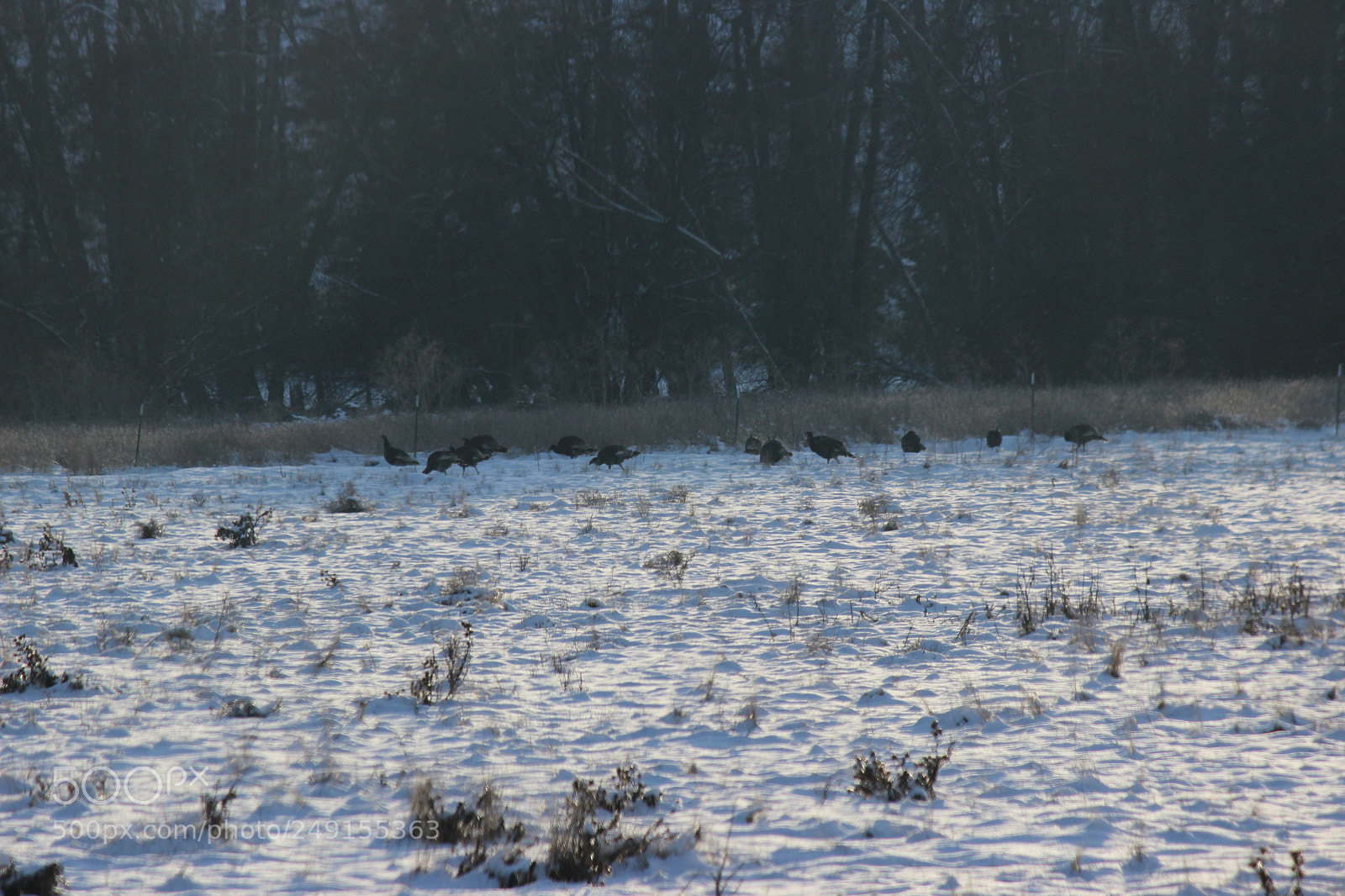 Canon EF-S 55-250mm F4-5.6 IS II sample photo. Img photography