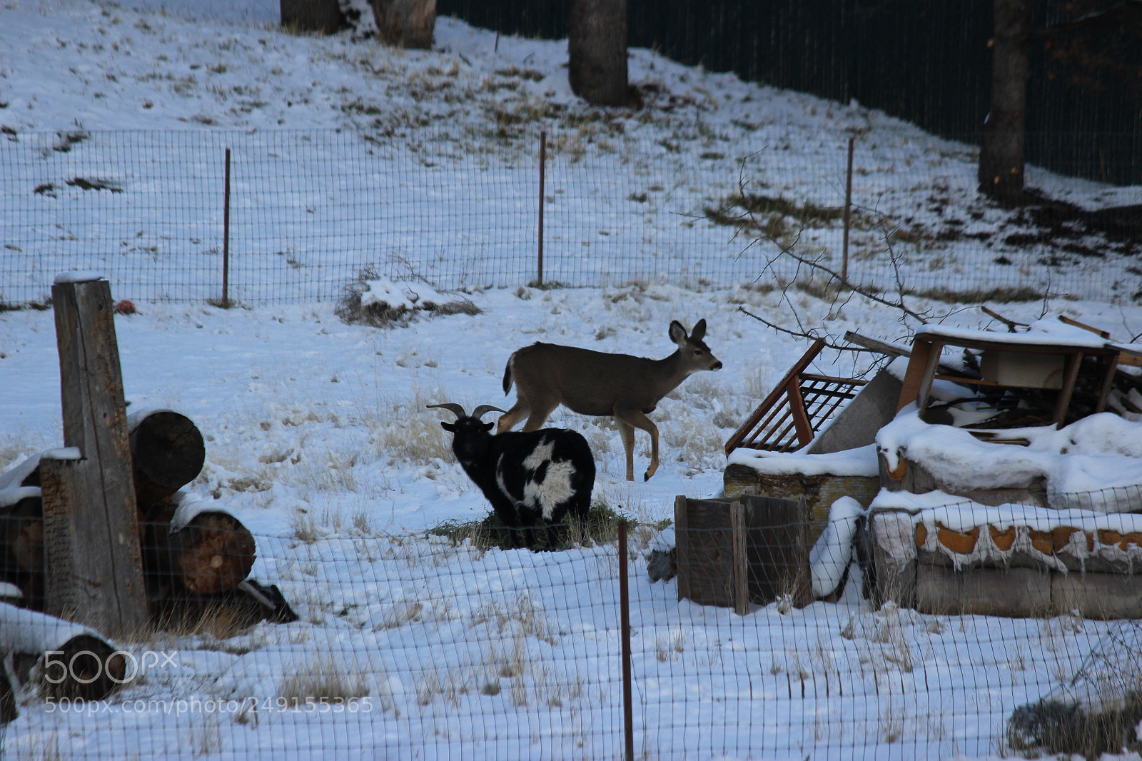 Canon EF-S 55-250mm F4-5.6 IS II sample photo. Are you going to photography