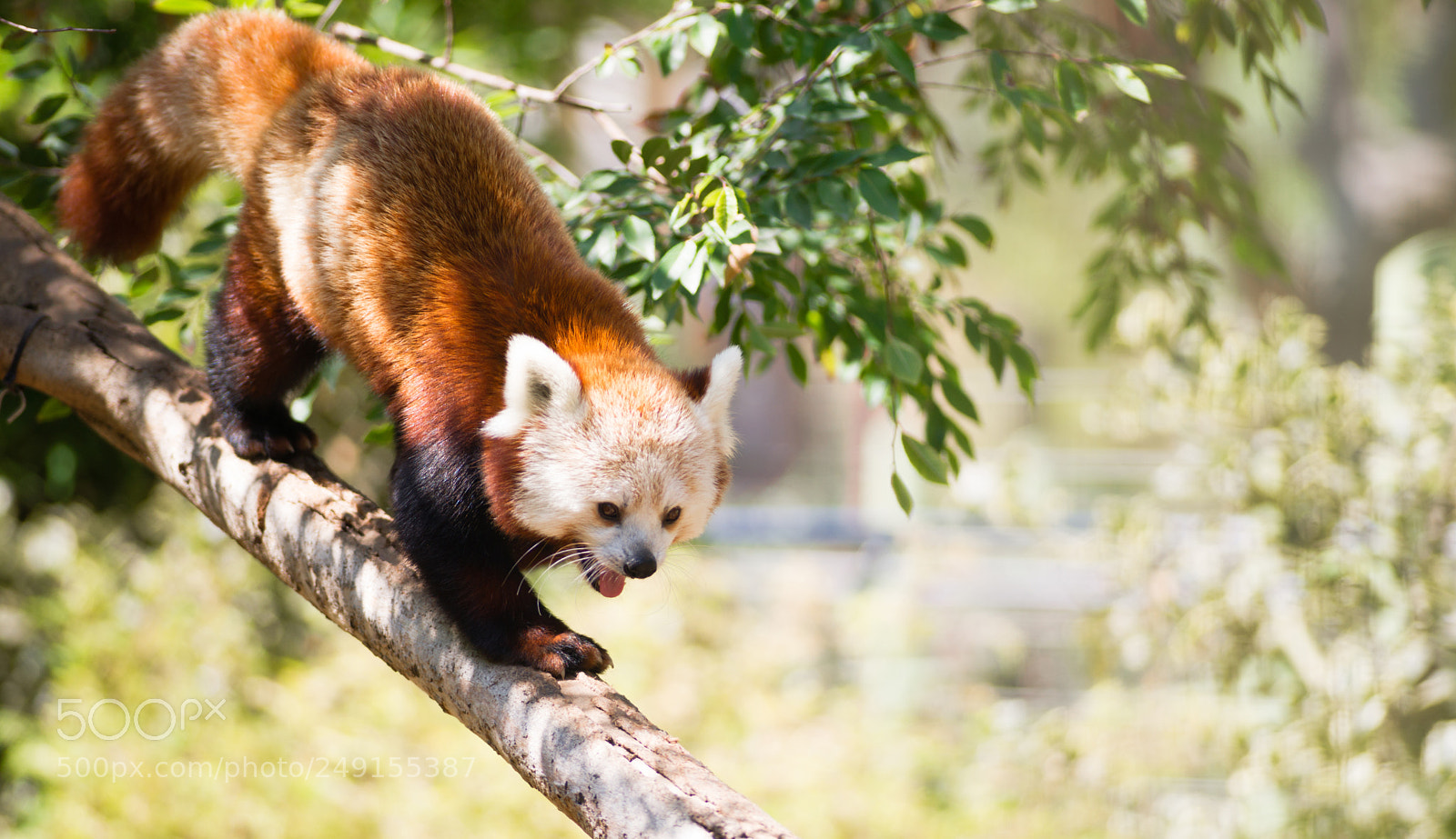 Sony Alpha DSLR-A850 sample photo. Red panda wild animal photography