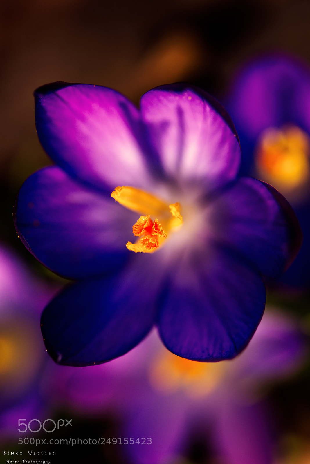 Nikon D5600 sample photo. Krokus photography