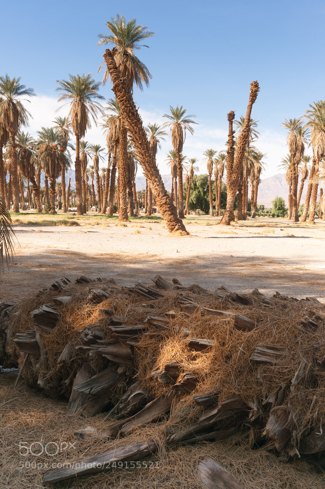 Sony Alpha DSLR-A900 sample photo. An oasis of tropical photography