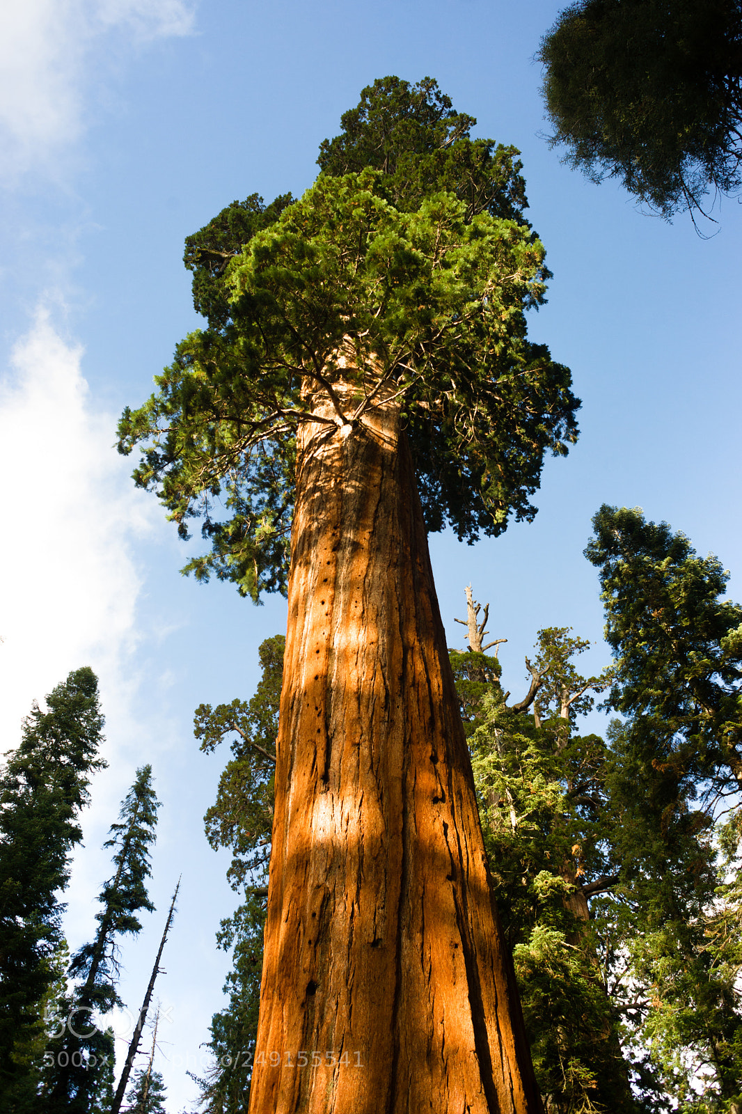 Sony Alpha DSLR-A850 sample photo. Giant ancient seqouia tree photography