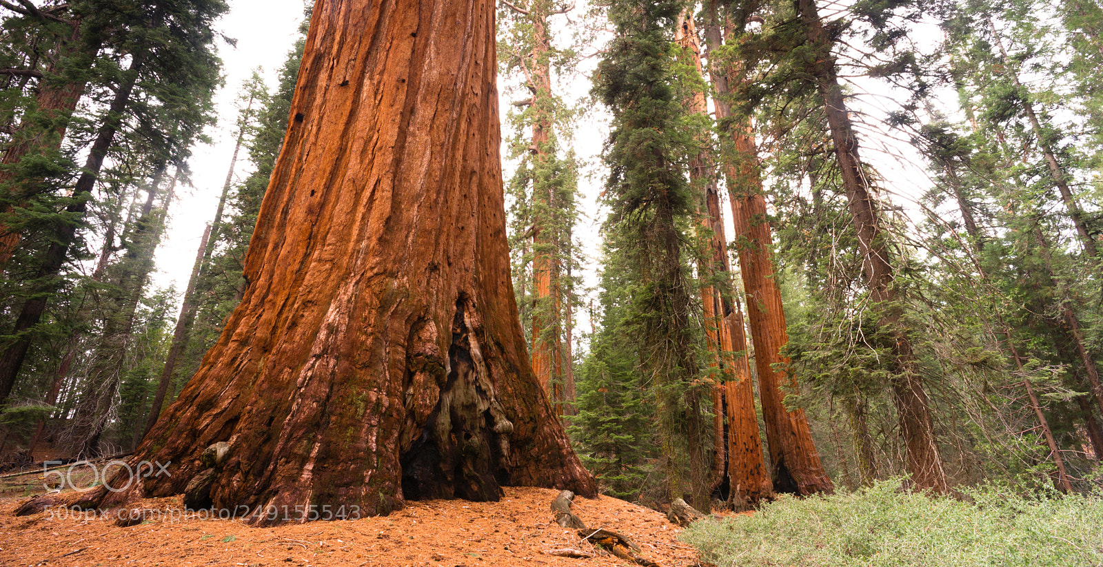 Sony Alpha DSLR-A850 sample photo. Giant ancient seqouia tree photography