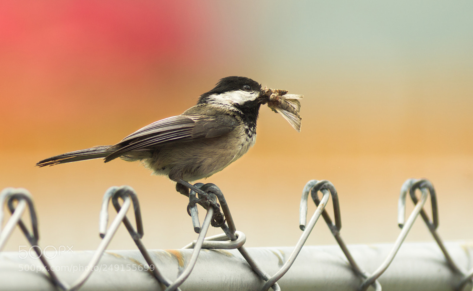 Sony Alpha DSLR-A850 sample photo. Black-capped chickadee bird perched photography
