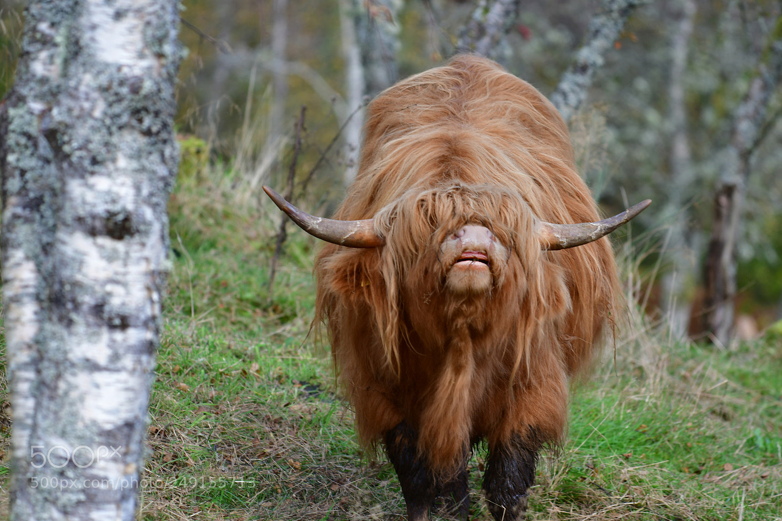 Nikon D500 sample photo. The bull photography