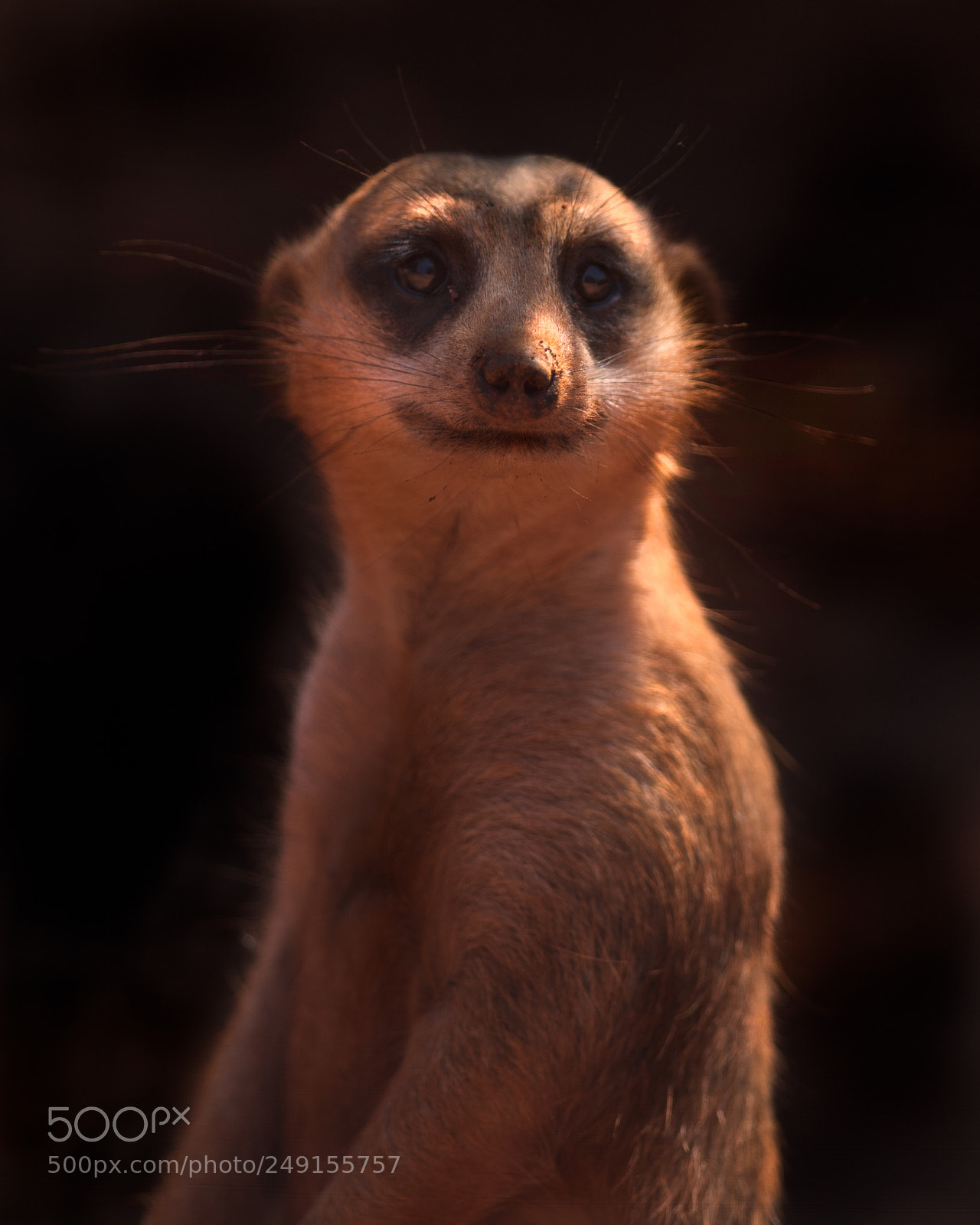 Nikon D750 sample photo. Adorable meerkat photography