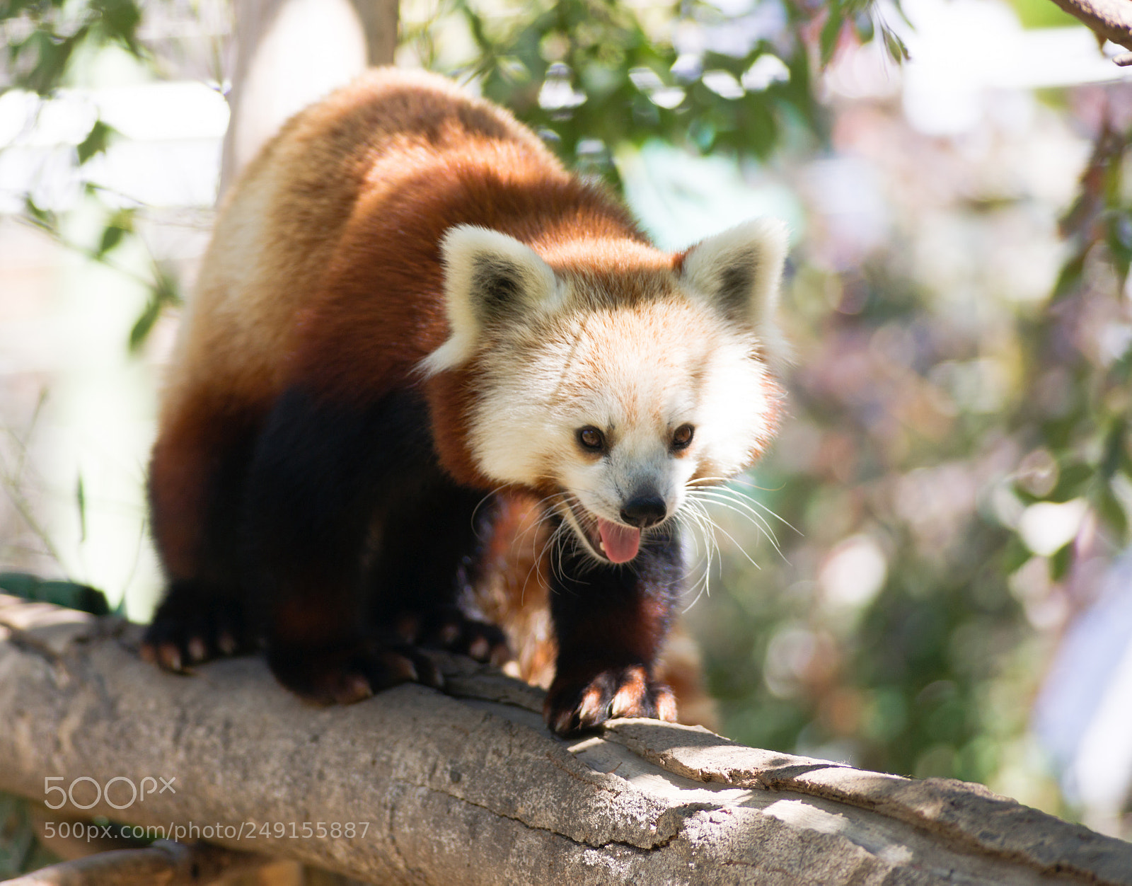 Sony Alpha DSLR-A850 sample photo. Red panda wild animal photography