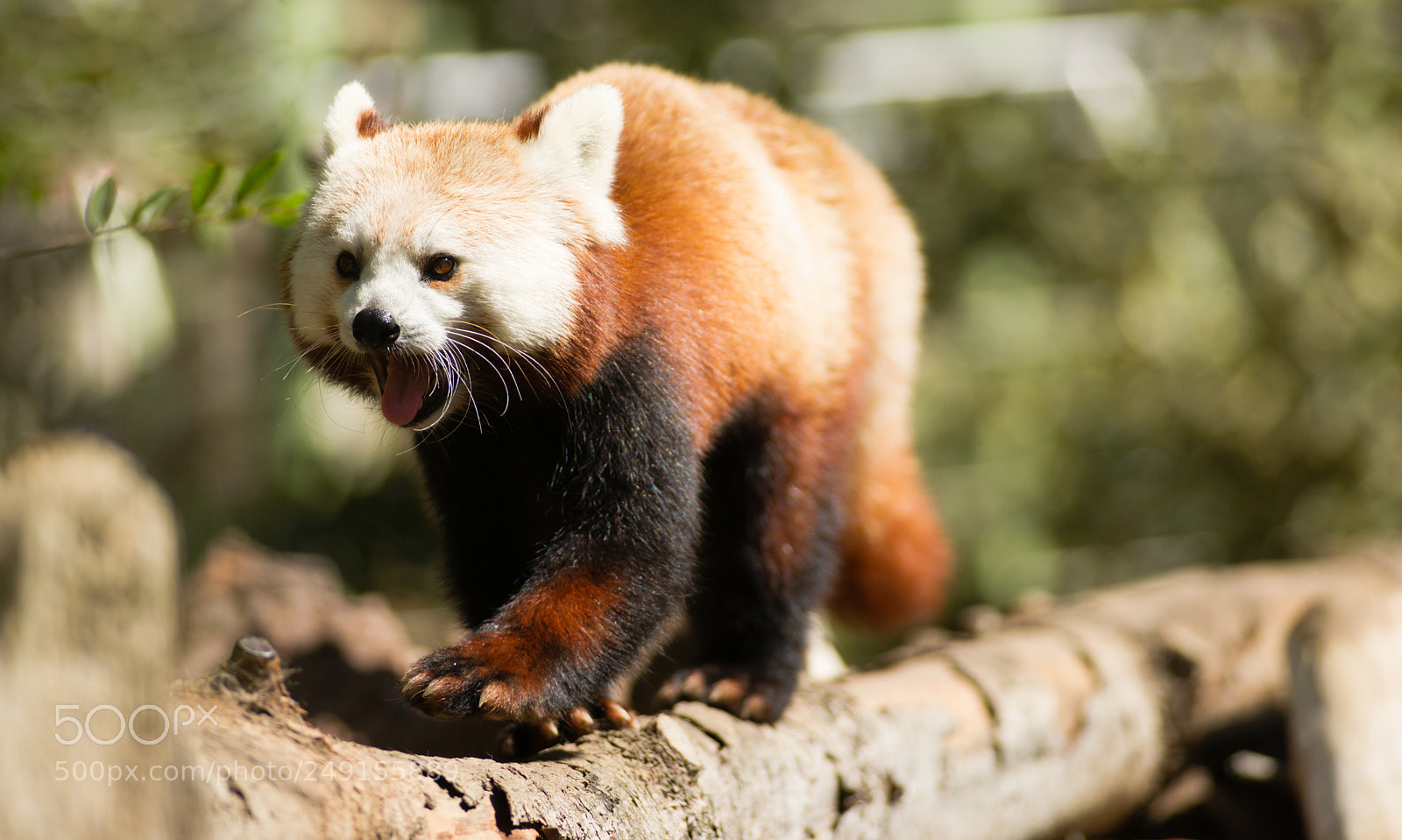 Sony Alpha DSLR-A850 sample photo. Red panda wild animal photography