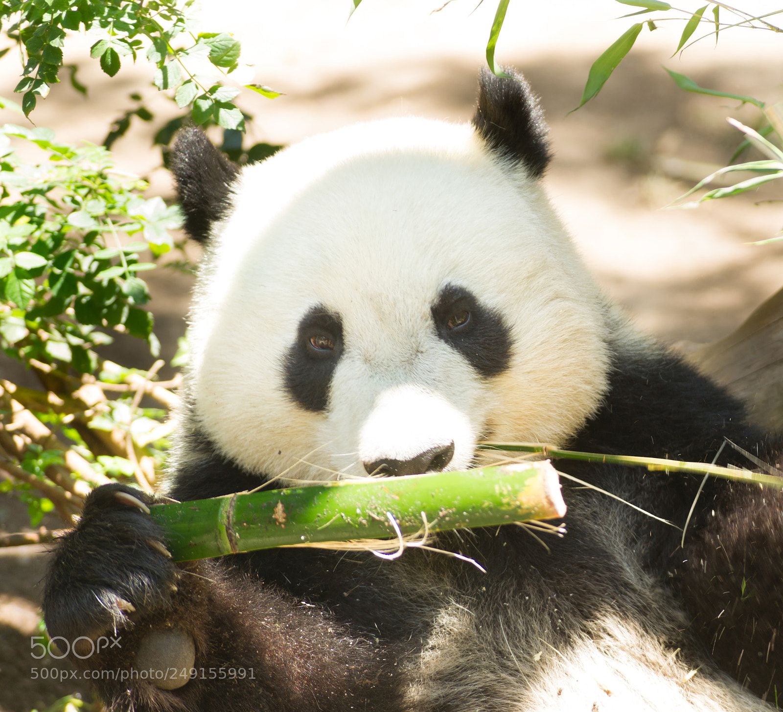 Sony Alpha DSLR-A850 sample photo. Endangered giant panda head photography