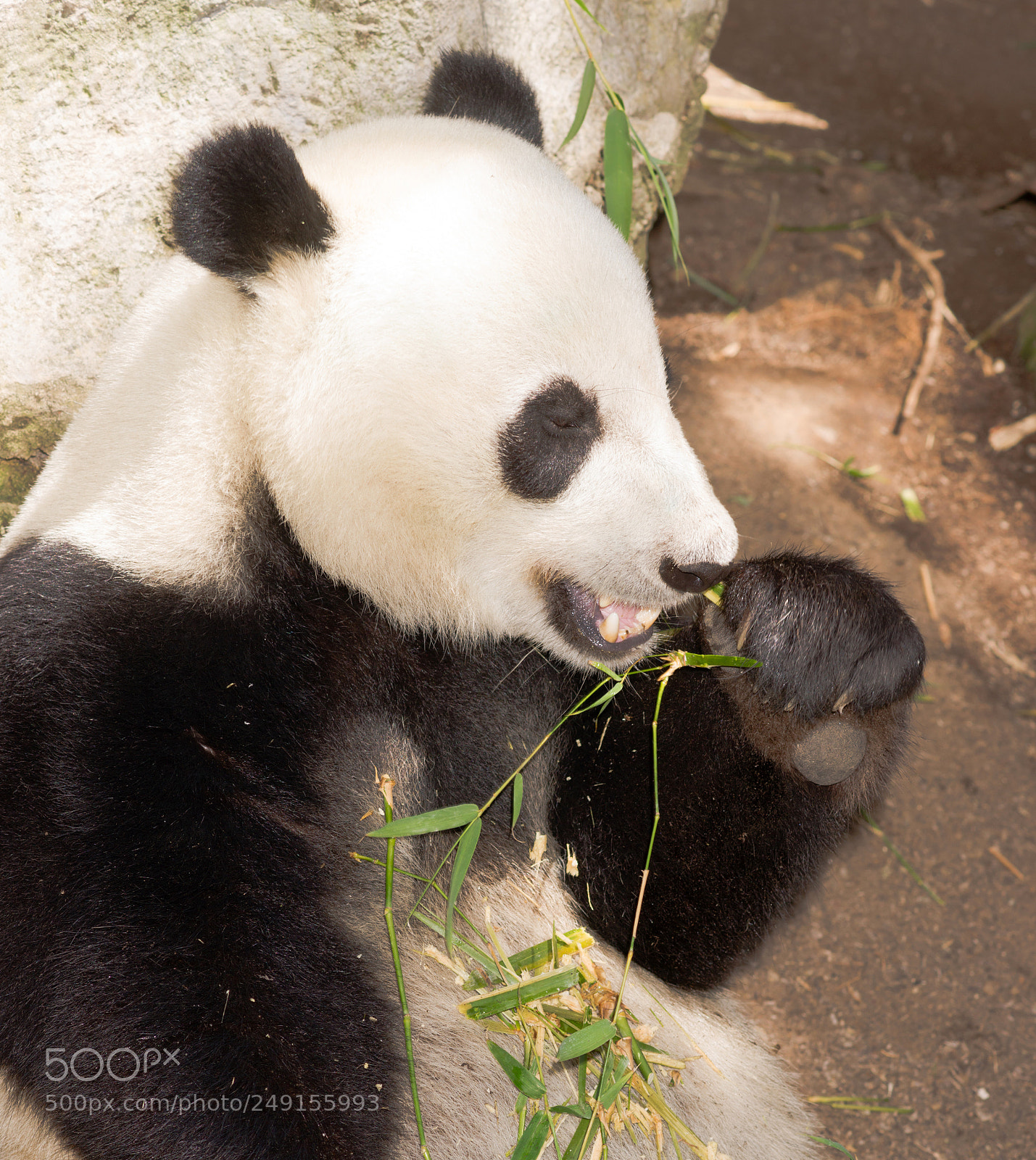 Sony Alpha DSLR-A850 sample photo. Endangered giant panda eating photography