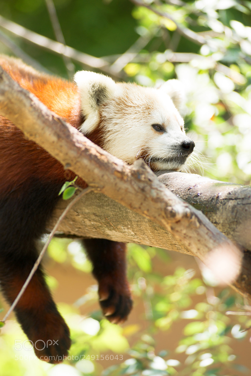 Sony Alpha DSLR-A850 sample photo. Red panda wild animal photography