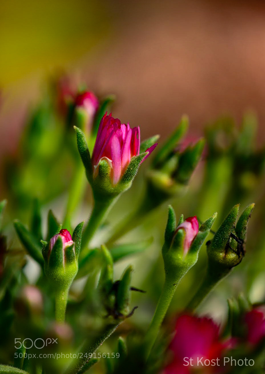 Nikon D5200 sample photo. Towards the sun photography