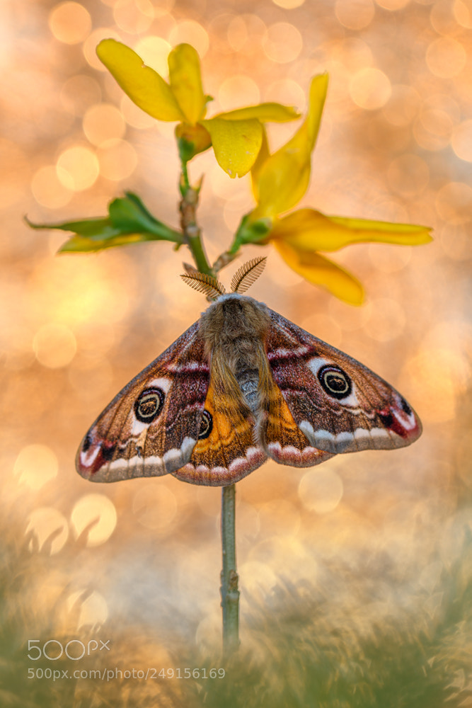 Canon EOS 7D Mark II sample photo. Saturnia pavonia photography