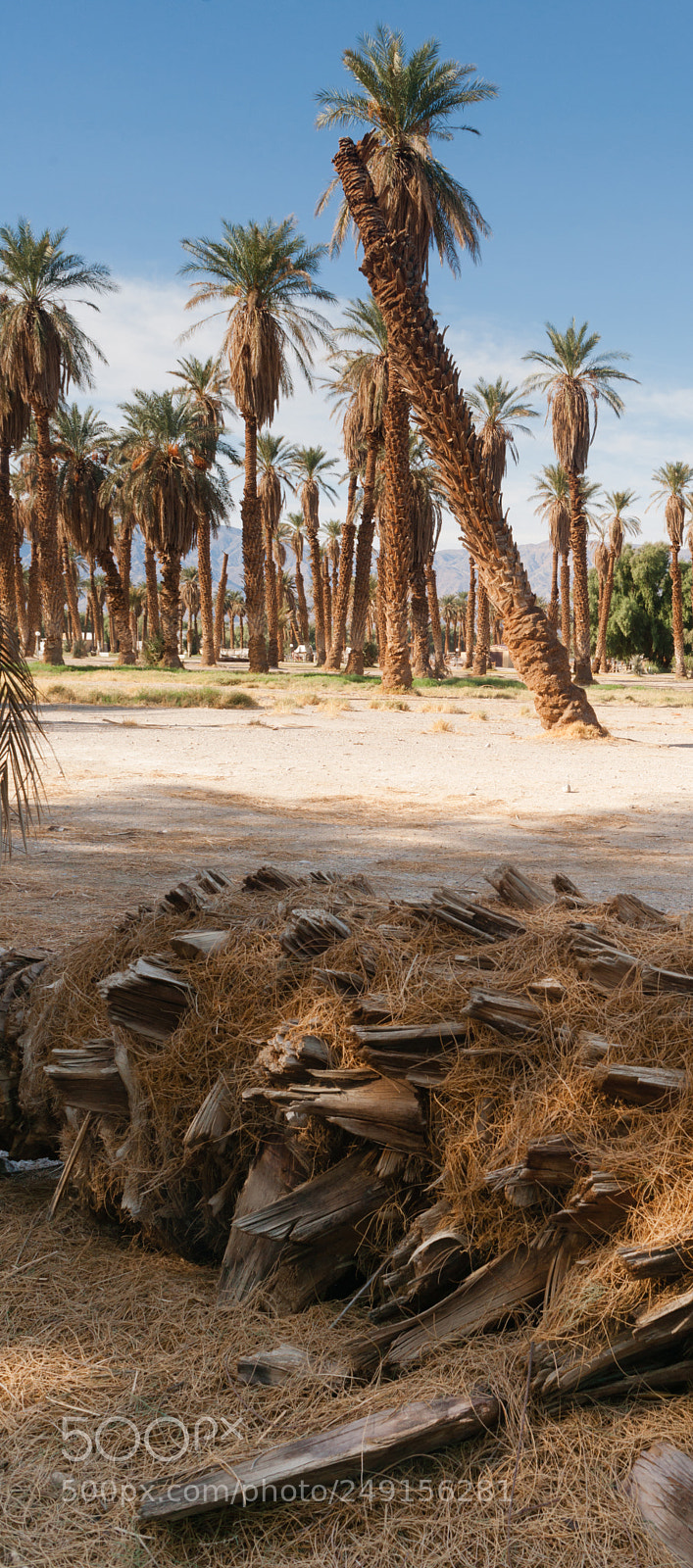 Sony Alpha DSLR-A900 sample photo. An oasis of tropical photography