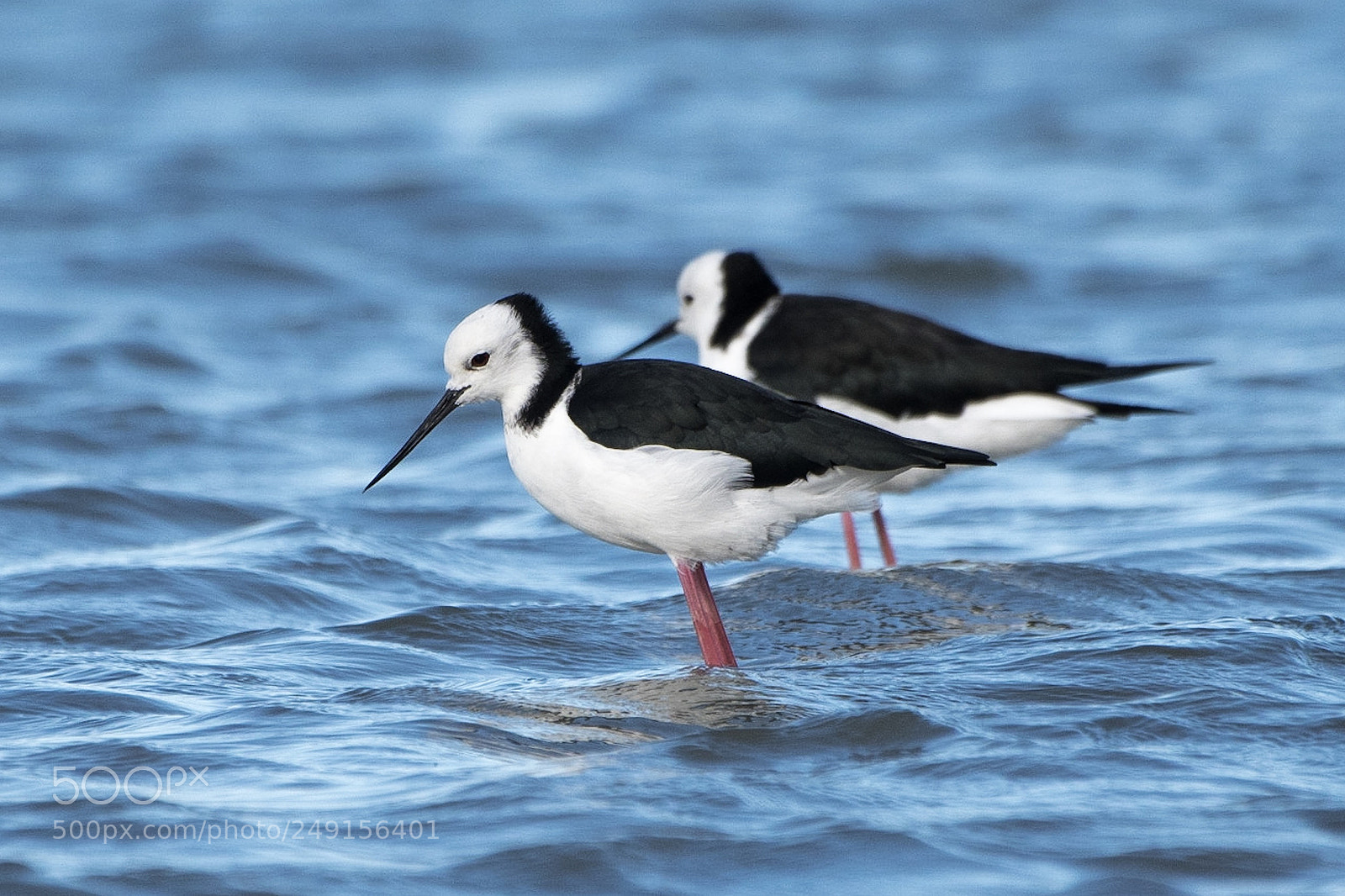 Nikon D500 sample photo. Pied stilt / poaka photography